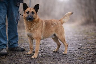 Archanas hledá domov - 10