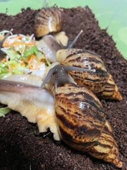 Oblovka síťkovaná (Lissachatina reticulata) 🐌 - 10