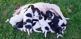 Štěňata Jack Russell Teriér - 10