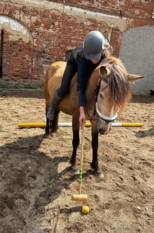 WPBr plavá tříletá kobylka - 10