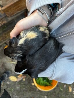 Daruji morčata - 10