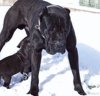 Bandog fenka - 10
