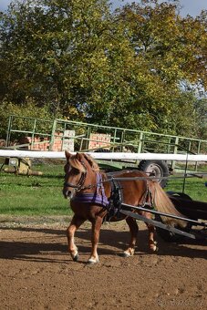 Prodám dva hřebci - 10