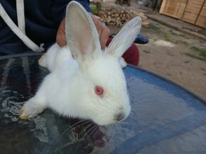 Zakrslý králík - 10