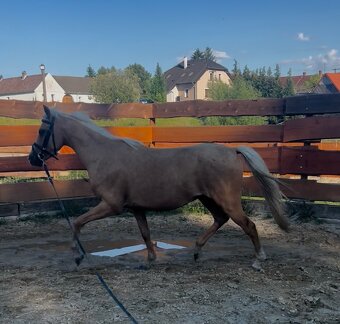 Pony do sportu - 10