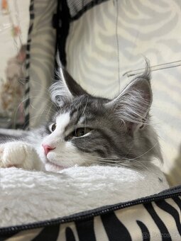 Kočka mainská mývalí s PP - 10