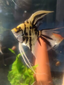 Prodej akvarijních ryb - 10