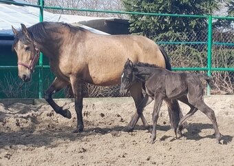 LUSITANO klisna s PP nar.v ČR - 10