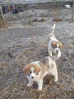 Moskevský strážní pes - 10