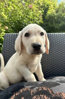 štěňata labrador a Bílý kluk – připravena k odběru - 10