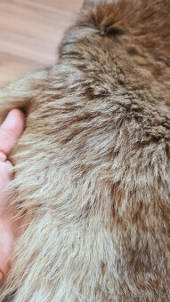 Pravá klokaní kožešina z Austrálie (5) - 10