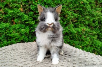 Zakrslý králík, králíček-(lvíček)-TIMMY - 10