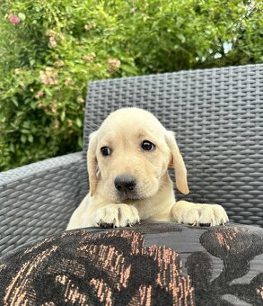štěňata labrador a Bílá Fenka – připravena k odběru - 10