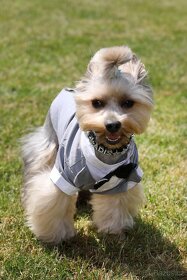 Jorkšírsky teriér, krytí Ne na prodej - 10