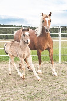 Welsh Cob klisna - 8 let - 10