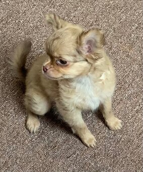 Čivava dlouhosrstá štěňátka - 10