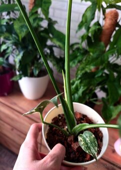 Monstera Thai Constellation - 10