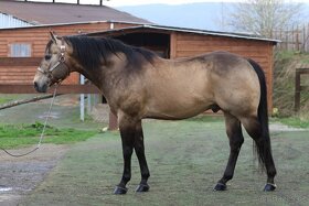 Připouštění - plemenný hřebec AQH buckskin SM MITO COMMANDER - 10