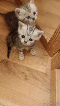 Britská whiskas koťátka s PP - 10