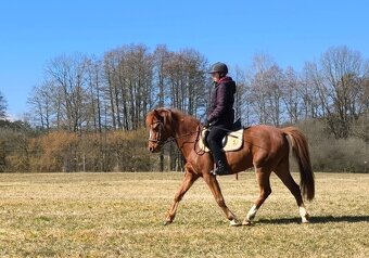 Líbivá charakterní pony klisna - 10