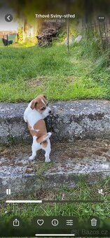 Jack Russell - 10