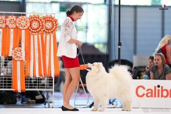 Samojed s FCI PP - LA TORRE ROJA - 10