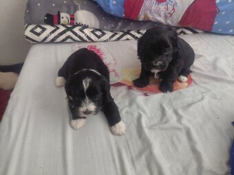 Štěňata bišona na prodej - 10