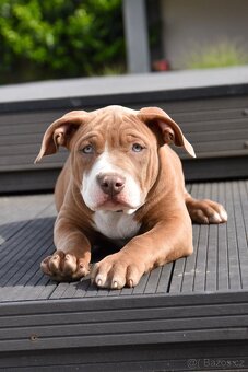 American Bully šteniatka s pp na predaj - 10