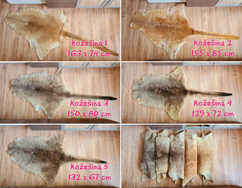 Pravá klokaní kožešina z Austrálie (3) - 10