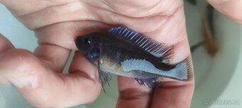 Tlamovci Malawi 15 - 10