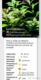 Akvarijní rostlinky a krevetky Red Cherry - 10