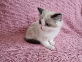 Ragdoll koťátka - 10