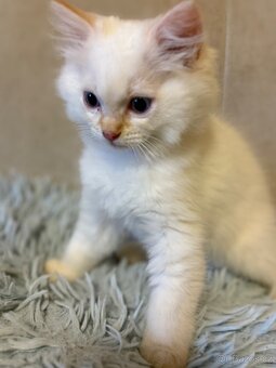 Ragdoll kocourek Imail - 10