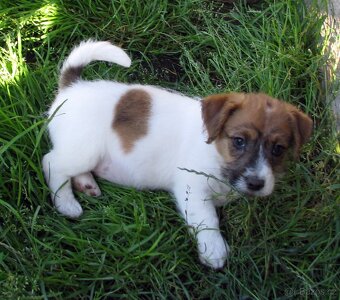 Jack Russell teriér– poslední fenka a 2 pejsci s PP k odběru - 10