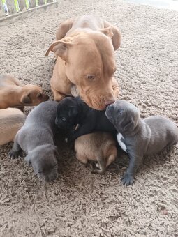 Amstaff - 10