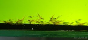 Kreveta Caridina Multidentata (Amano, Japonica) - 10