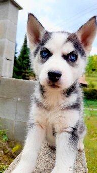 Sibirsky husky - 10