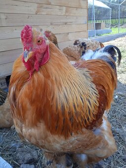 Podej kuřat 15 týdnů - BRAHMANKA ŽLUTÁ  🐓 - 10