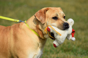 boerboel ballotada - fena 11 měsíců - 10