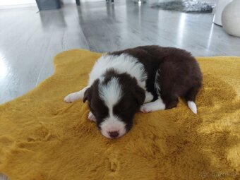 Border kolie - 10