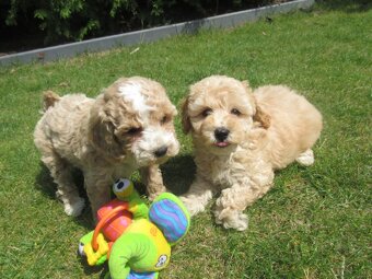 Maltipoo štěňátka - 10