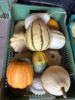 Okrasné dýně - 10