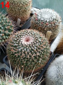 kaktusy mammillarie - 10