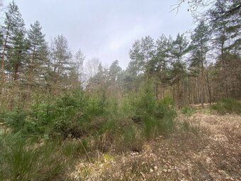 Lesní pozemek Sudkovice - 10