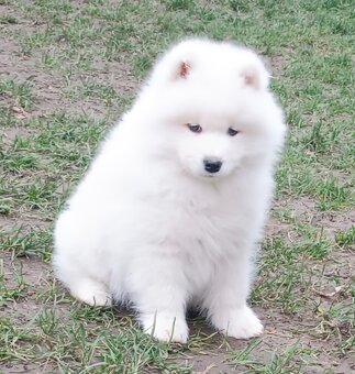 Štěňátka samojeda s PP - 10