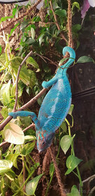 Chameleon Pardálí Nosy Be Blue - 10
