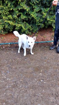 Spic shiba bilej - 10