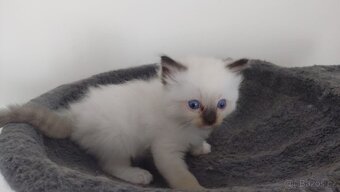 Ragdoll - 10