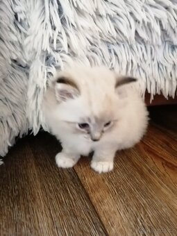 Ragdoll koťátka bez PP - 10