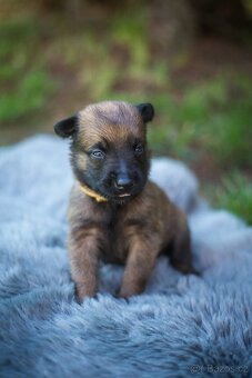 Belgický ovčák Malinois s PP - 10